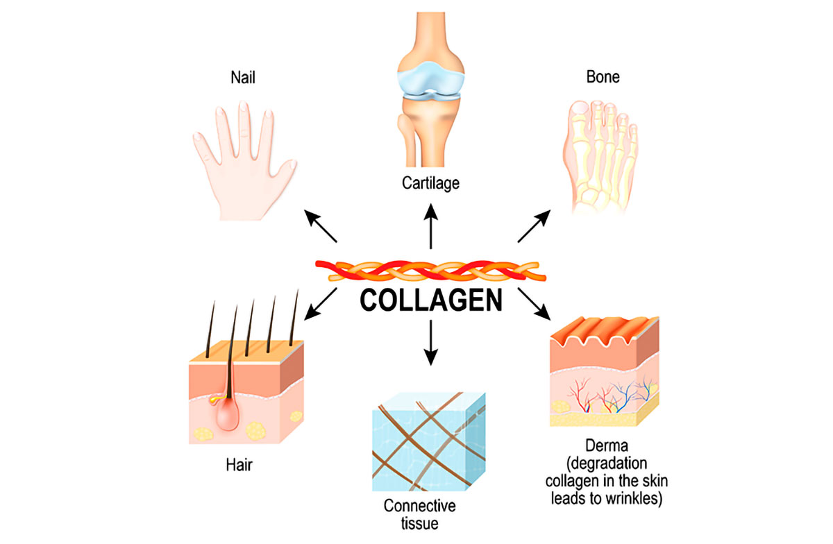 infographic werking van collageen